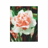 NARCISA HOLLAND BULB MARKET DVOJNA DELNASAUGH 12/14 5KOS