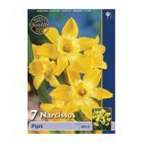 POMLADI CVETOČA ČEBULICA HOLLAND BULB MARKET NARCISA MINI PIPIT 10/12 7KOS