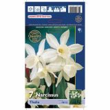 POMLADI CVETOČA ČEBULICA HOLLAND BULB MARKET NARCISA MINI THALIA 10/12 7KOS