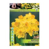 NARCISA HOLLAND BULB MARKET MINIATUR. GRAND SOLEIL D'OR 13/15