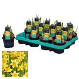 CVETOČA SOBNA RASTLINA NARCISA TETE A TETE L9