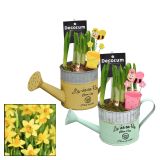 CVETOČA SOBNA RASTLINA NARCISA V ZALIVALKI L10