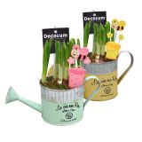 CVETOČA SOBNA RASTLINA NARCISA V ZALIVALKI L10