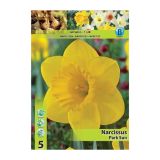 POMLADI CVETOČA ČEBULICA HOLLAND BULB MARKET NARCISA VELIKOCVETNA PARK SUN 12/14 5 KOS