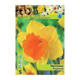 POMLADI CVETOČA ČEBULICA HOLLAND BULB MARKET NARCISA VELIKOCVETNA PIMPERNEL 12/14 5 KOS