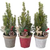 NASAD ZIMSKI ZUNANJI PTK25370 STOŽČASTA SMREKA L9 CM