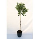 LISTAVEC NAVADNA BREZA 'MAGICAL GLOBE L24