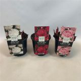 TRAJNICA NAVADNA POTONIKA MIX L13