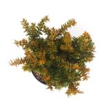 IGLAVEC NAVADNA TISA SEMPERAUREA L17