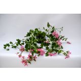 BRŠLJANKA NAVADNE BRŠLJANKE MIX L10