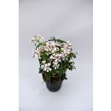 BRŠLJANKA NAVADNE BRŠLJANKE MIX L12