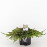 BRIN NAVADNI GREEN CARPET L19