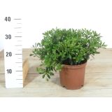 MEDITERANSKE RASTLINE NAVADNI LEPLJIVEC "NANUM" L18