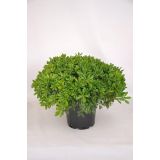 GRMOVNICA OKRASNA V LIST. NAVADNI PITOSPOR NANUM L24 V30