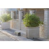 GRMOVNICA OKRASNA V LIST. NAVADNI PITOSPOR NANUM L24 V30