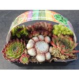 NETRESK KULTIPAK (6/1) L16 CM