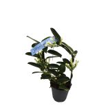 CVETOČA SOBNA RASTLINA NEVESTICA FLEUR PARFUM