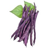 STROČNICE L'ORTO FRUTTIFERO NIZEK FIŽOL 6/1 PURPLE KING KULTIPAK