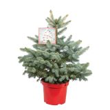 NOVOLETNI IGLAVEC BODEČA SMREKA SUPER BLUE