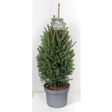 NOVOLETNI IGLAVEC SMREKA GLAUCA SUPER GREEN L26 60-80CM