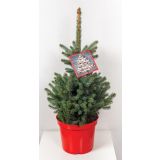 NOVOLETNI IGLAVEC SMREKA SUPER BLUE 45-50 L26