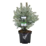 SMREKA SREBRNA BODEČA L19