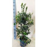 MEDITERANSKE RASTLINE NOVOZELAND. BOŽIČNO DREVO L18