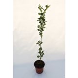 LISTAVEC OKRASNA JABLANA L19