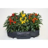 SOBNA ZELENA RASTLINA OKRASNA PAPRIKA MIX L10.5