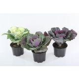 MIX JESENSKIH RASTLIN OKRASNO ZELJE L2 BRASSICA OLERACEA MIX