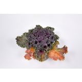 MIX JESENSKIH RASTLIN OKRASNO ZELJE L2 BRASSICA OLERACEA MIX