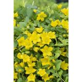 VODNE RASTLINE OKROGLOLISTNA PIJAVČNICA L 9