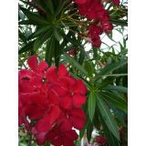 OLEANDER L18 CM