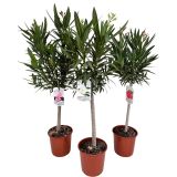 OLEANDER NA DEBLU L21 CM