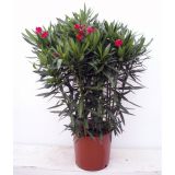OLEANDER OLEANDER L19 MIX
