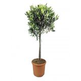 OLJKA NA DEBLU 50CM L3.5 L