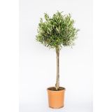 OLJKA OLEA EUROPAEA NA DEBLU L24 CM