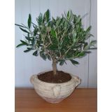 OLJKA TERRA D'AFRICA L2 L