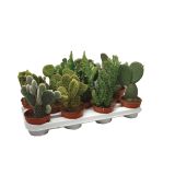 KAKTUS OPUNCIJA 10.5 L