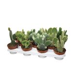 KAKTUS OPUNCIJA 10.5 L