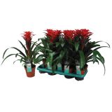 GUZMANIJA ORANŽNA TUTTI FRUTTI L13