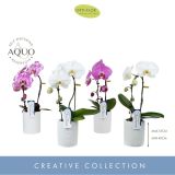 ORHIDEJA 1-STEBELNA MIX L9