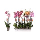 ORHIDEJA 2 - STEBELNA L12