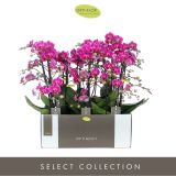 ORHIDEJA ANTHURA MORELIA 3-STEBELNA OKR. LONEC L12