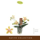 ORHIDEJA ARTISTO MODERN 4-STEBELNA L9