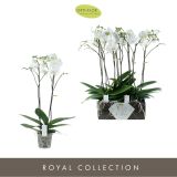 ORHIDEJA BIJOUX 1-STEBELNA L15