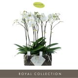 ORHIDEJA BIJOUX 1-STEBELNA L15