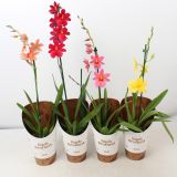 ORHIDEJA CAMBRIA NELLY ISLER RED 1 ST L12 CM