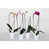 ORHIDEJA CASCADA V OKRASNEM LONČKU L12