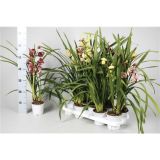 ORHIDEJA CIMBIDIJ ENO STEBLO L12